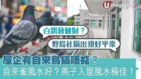 自來鳥 風水|【家裡出現鳥】家裡鳥進來有什麼好兆頭？自來鳥寓意大公開！